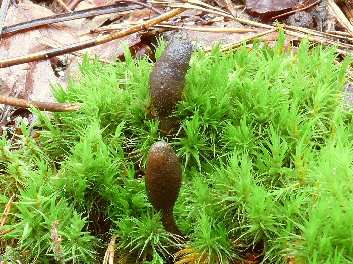 Cordyceps Ophioglossoides 02